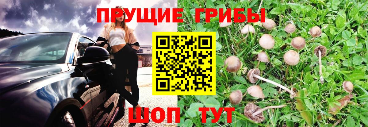 Псилоцибиновые грибы прущие грибы  Псилоцибиновые грибы прущие грибы  Вход с VPN  Нарткала 
